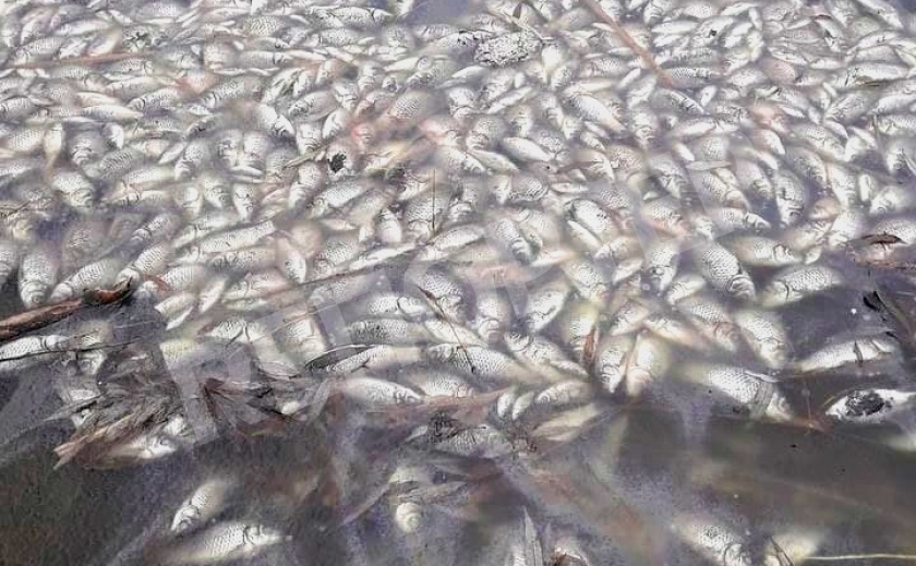 Под Новомосковском мор рыбы нанес ущерб природе на 172 тыс. грн