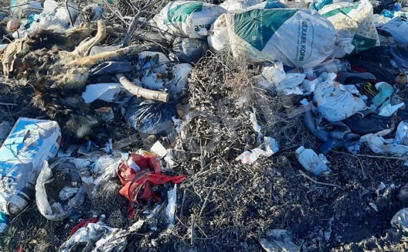 В Новомосковске дети гуляют возле свалки с трупами животных В Новомосковске дети гуляют возле свалки с трупами животных