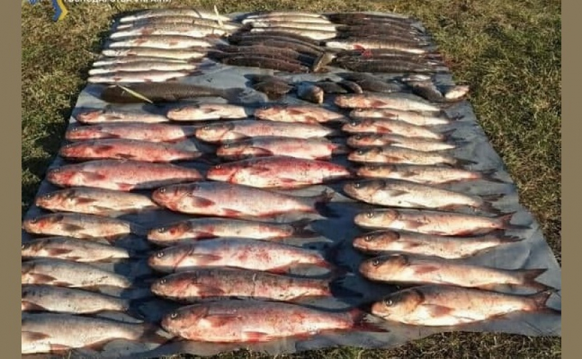 На Днепропетровщине браконьеры наловили рыбы на 226 тыс. грн.