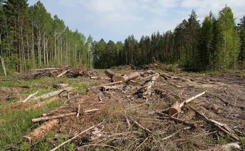 Экологи оштрафовали Новомосковский военный лесхоз на 1,6 млн. грн.