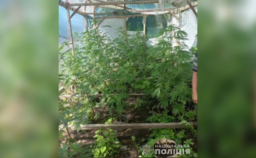 До 3-х років позбавлення волі: у Новомосковському районі 43-річний чоловік вирощував коноплю