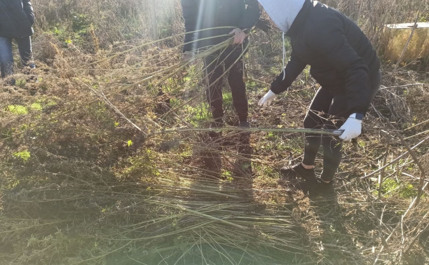 На Дніпропетровщині у 23-річного наркофермера вилучили 150 кущів конопель