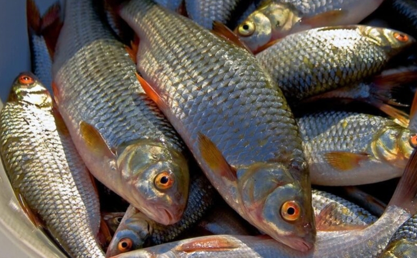 15 кілограмів риби: у Новомосковському районі спіймали браконьєрів