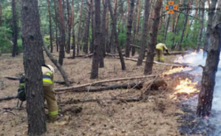 У Новомосковському районі ліквідували займання на території лісового масиву
