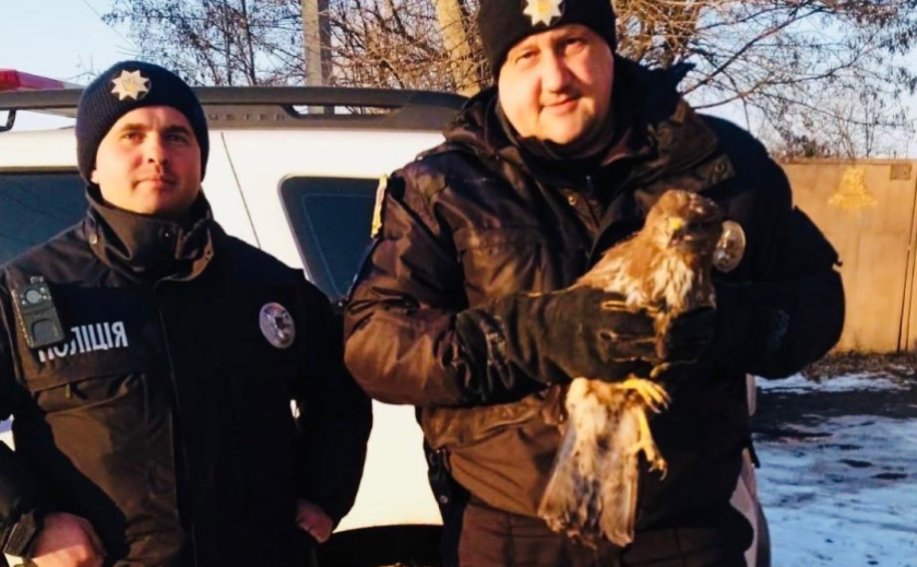 Порятунок рідкісного птаха: у Самарівському районі поліцейські врятувати знесиленого яструба Порятунок рідкісного птаха: у Самарівському районі поліцейські врятувати знесиленого яструба