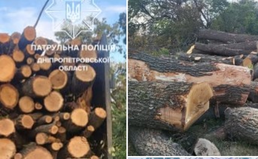 У Самарівському районі патрульні виявили осіб, які незаконно вирубували зелені насадження