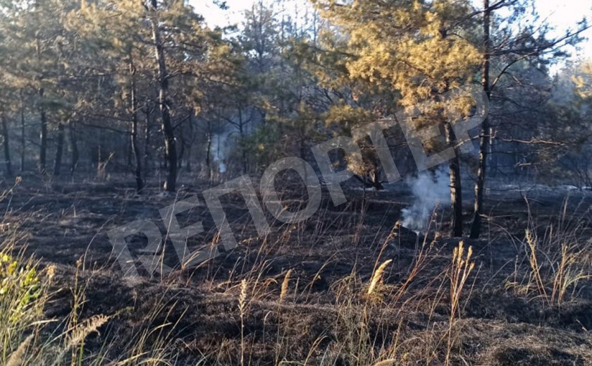 Под Новомосковском едва не сгорел лесной массив