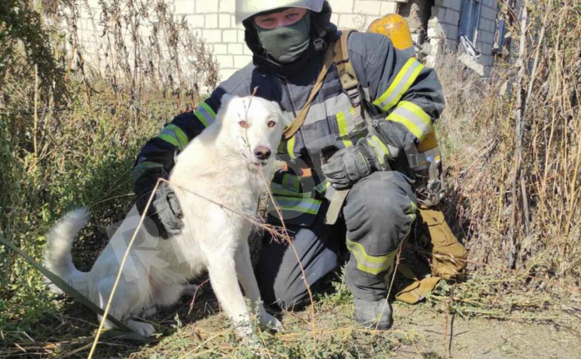 Новомосковские спасатели вытащили собаку из 4-метрового колодца